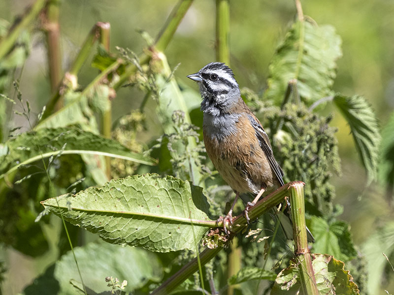 Zigolo muciatto - Emberiza cia